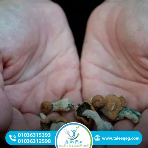 كيف يبدأ ادمان الفطر السحري؟